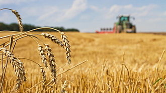 Im Vordergrund einzelne Getreideähren - im Hintergrund ein Traktor bei der Ernte.