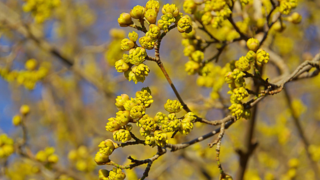 Blühende Kornelkirsche (Cornus mas)