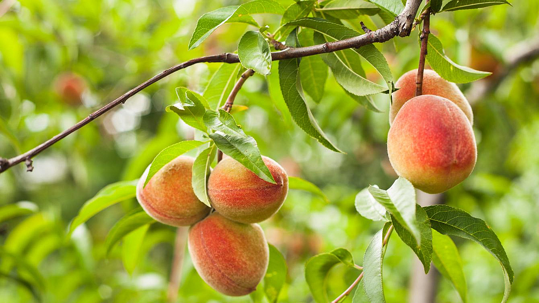 Pfirsiche am Baum