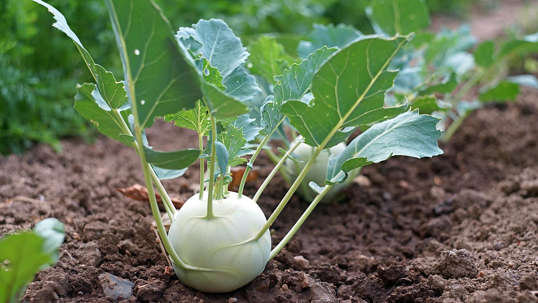 Kohlrabi-Pflanze in einem Beet