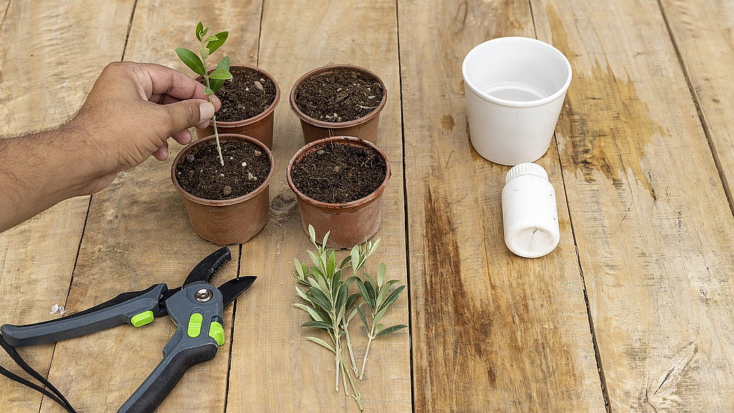 Eine Hand steckt einen abgeschnittenen Olivenzweig in einen Topf mit Erde.