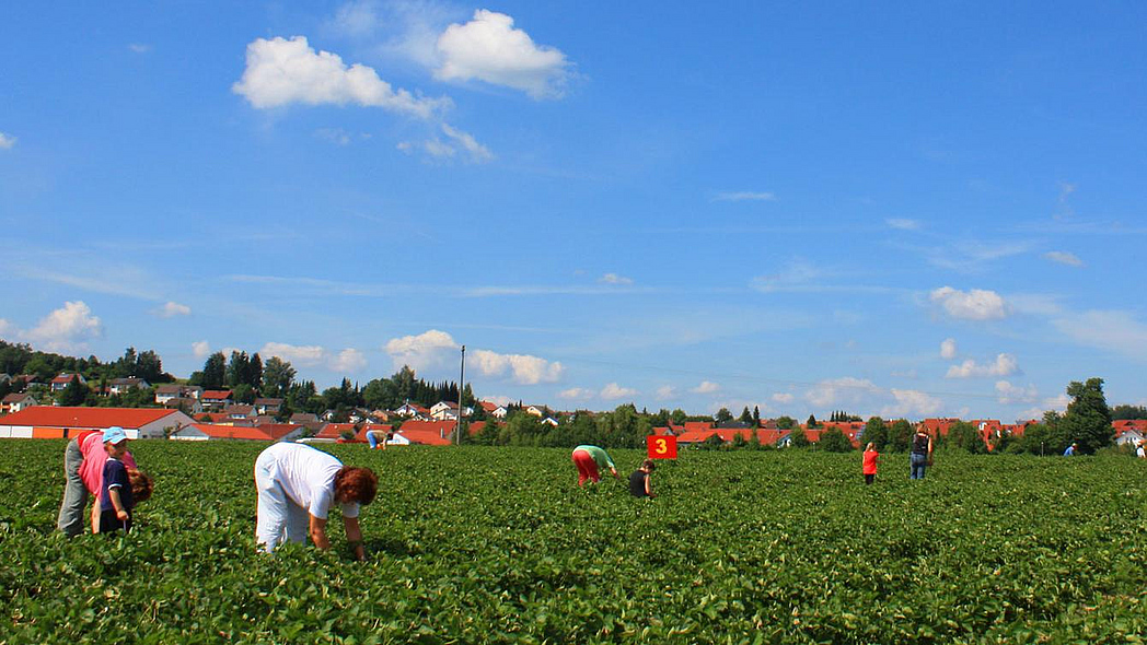 Selbstpflücker auf einem Erdbeerfeld