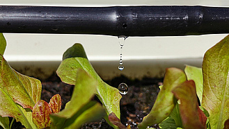 Kleine Salatpflanzen, darüber ein schwarzer Bewässerungsschlauch aus dem sich ein Tropfen löst.