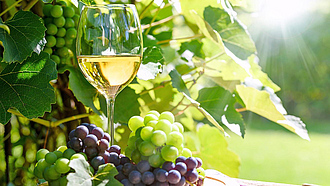 Ein Glas mit Weißwein und frischen Trauben in rot und weiß auf einem Holzteller. Im Hintergrund eine Weinrebe mit grünen Blättern.
