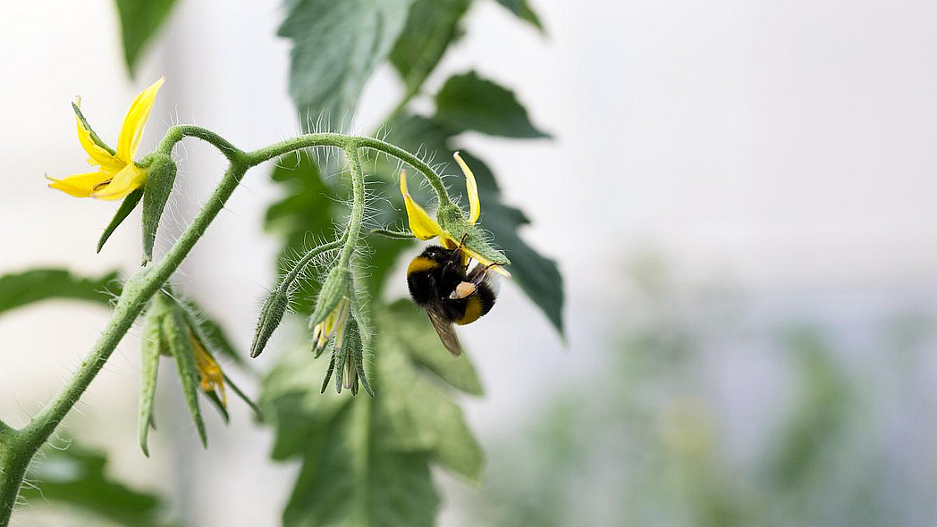 Hummel sitzt auf einer Tomatenblüte