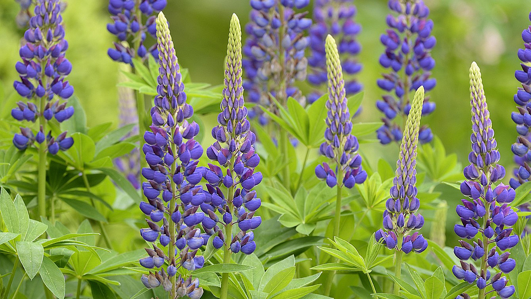 Blau blühende Lupinenpflanzen