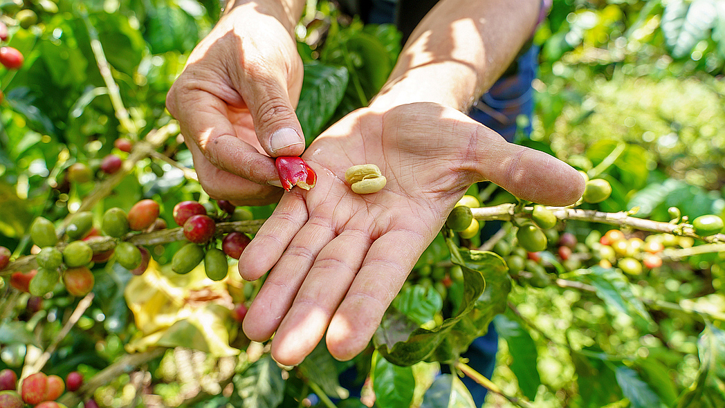 Auf einer Handfläche liegen zwei Kaffeesamen, herausgequetscht aus einer Kaffeekirsche in der anderen Hand.