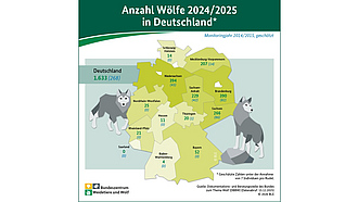 Infografik: Anzahl Wölfe 2024/2025 in Deutschland