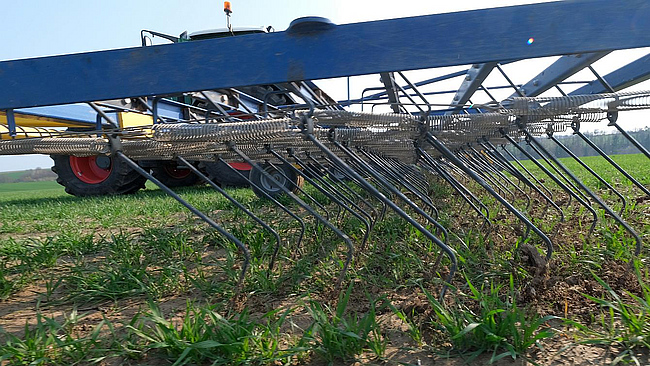 Traktor mit einem Striegel in einem Weizenfeld