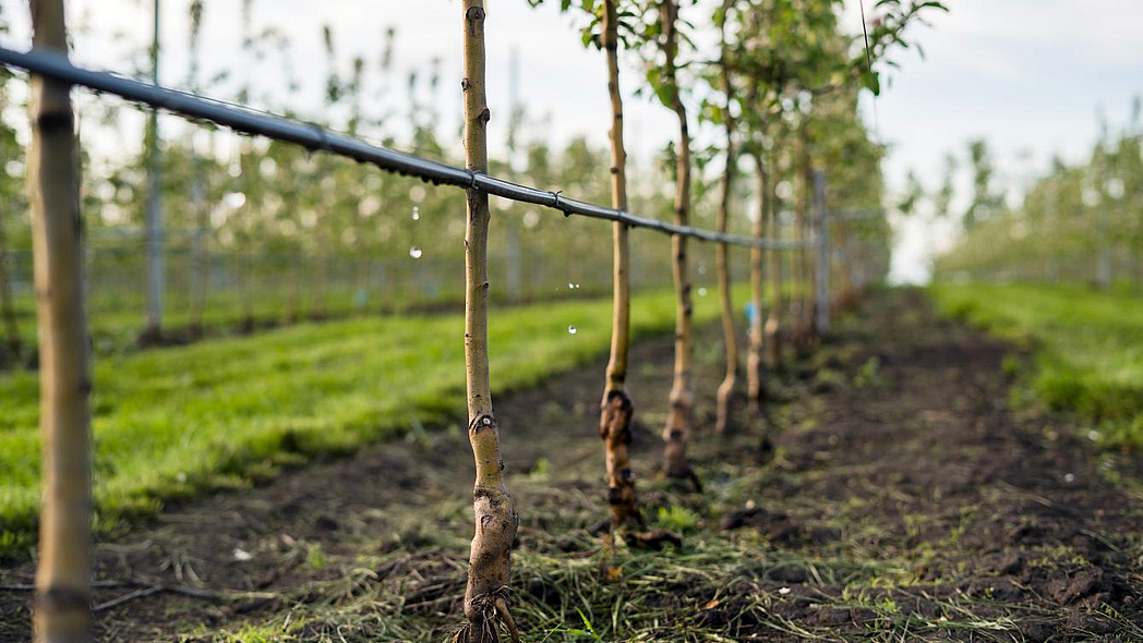 Tropfbewässerung in Obstplantage