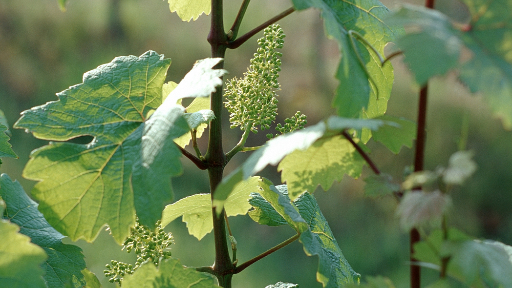 Blühende Weinrebe