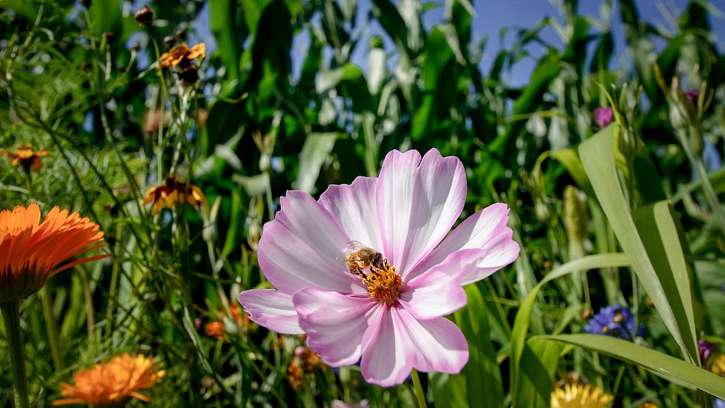 Verschiedene Wildblumen vor einem Maisfeld