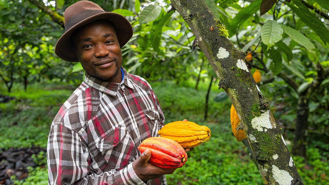 Ein afrikanischer Farmer hält zwei Kakaofrüchte in seinen Händen.
