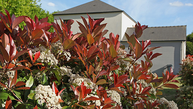 Glanzmispel (Photinia fraseri)