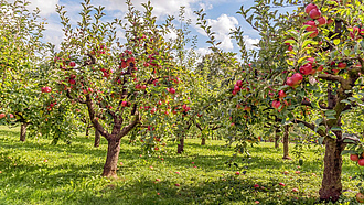 Apfelbäume mit reifen Früchten auf einer Obstwiese.