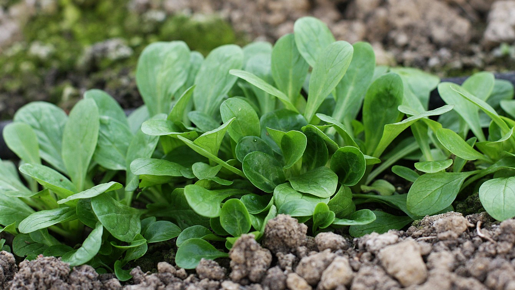 Feldsalat auf einem Beet.