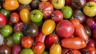Verschiedene Tomatensorten mit unterschiedlichen Farben