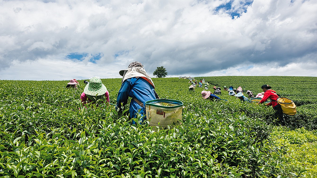 Afrikanische Arbeiterinnen und Arbeiter ernten Tee auf einer Plantage