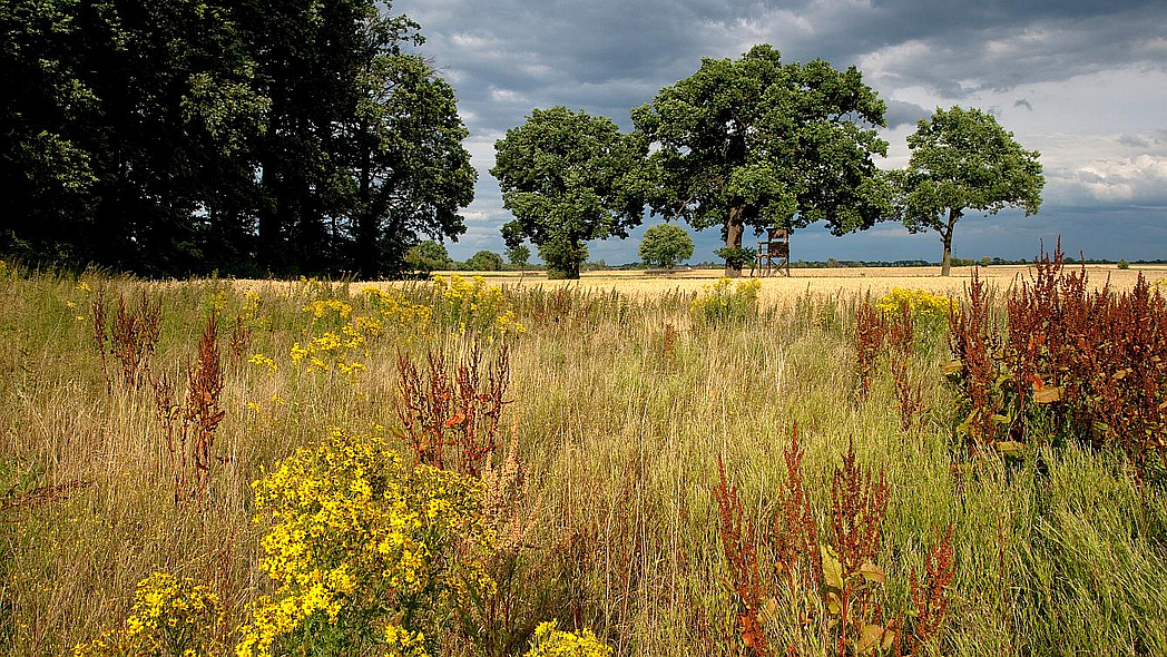 Brachliegende Landwirtschaftsfläche, im Hintergrund Bäume.