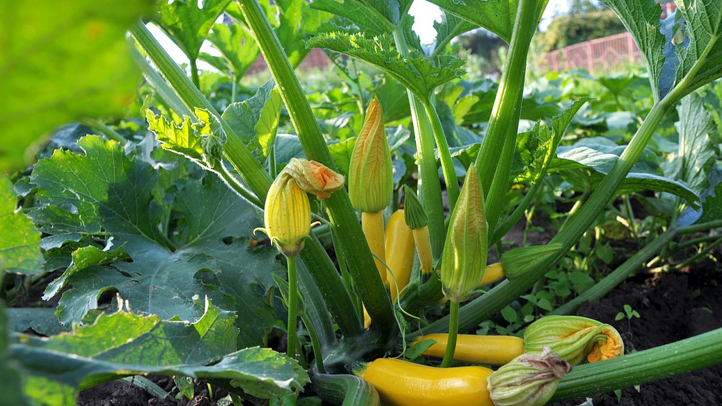 Eine Zucchinipflanze mit gelben Früchten.