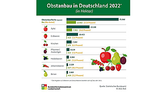 BZL-Infografik: Obstbau in Deutschland 2022