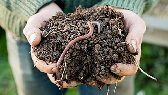 Zwei Hände halten Gartenerde, in der zwei Regenwürmer stecken.