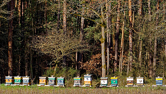 Bienenstöcke am Waldrand