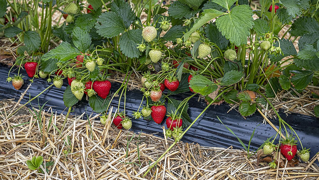Reife Erdbeeren auf einem mit Stroh gemulchten Acker.