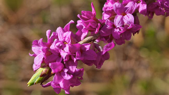 Alt-Text: Blühender Seidelbast (Daphne mezereum)