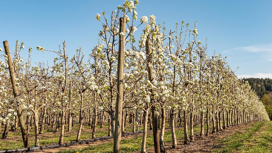 Blühende Apfelplantage