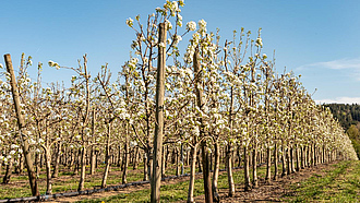 Blühende Apfelplantage