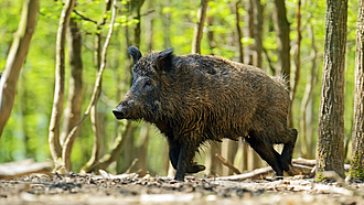 ein Wildschwein im Wald