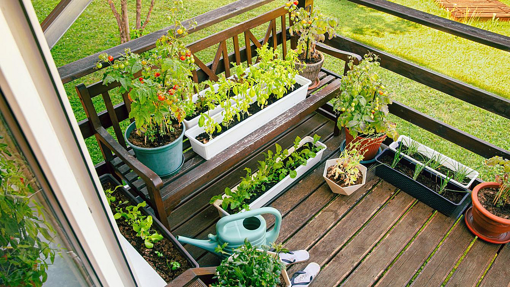 Verschiedene Gemüse- und Kräutersorten in Gefäßen auf einem Balkon