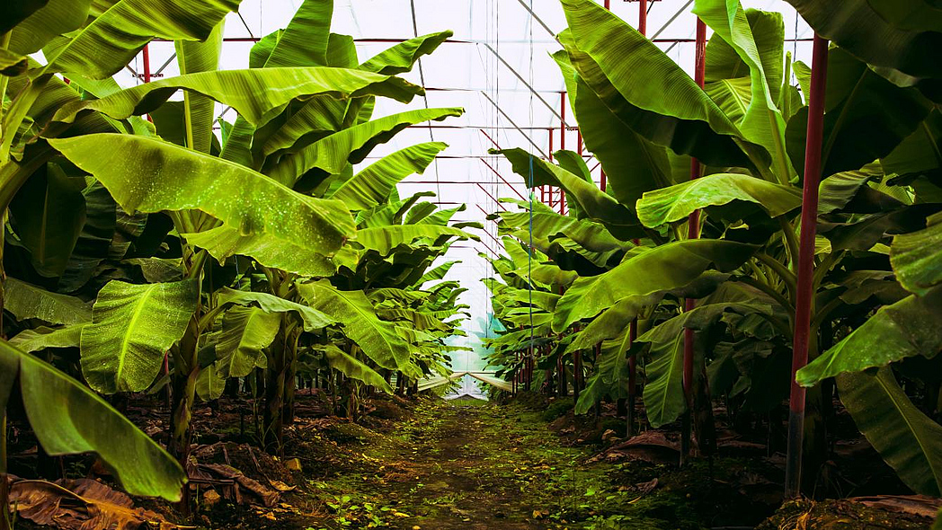 Plantas de plátano con grandes hojas verdes en un invernadero.