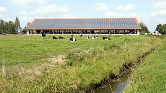 Milchkühe auf einer Weide am Bach, im Hintergrund ein Stall mit Photovoltaikplatten auf dem Dach