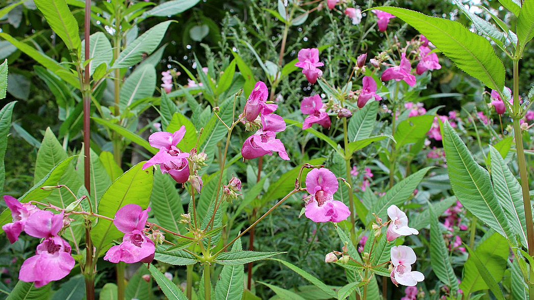 Blühende Pflanzen des Drüsigen Springkrautes in der freien Natur.