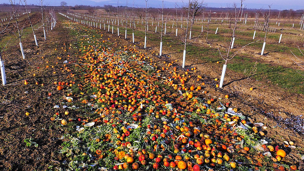 Zahlreiche Äpfel liegen zum Verrotten auf dem Boden einer Obstplantage.