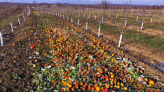Zahlreiche Äpfel liegen zum Verrotten auf dem Boden einer Obstplantage.