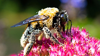 Eine mit Pollen bedeckte Hummel sitzt auf einer Blüte.