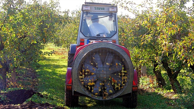 Ein kleiner Schlepper fährt durch eine Apfelplantage.