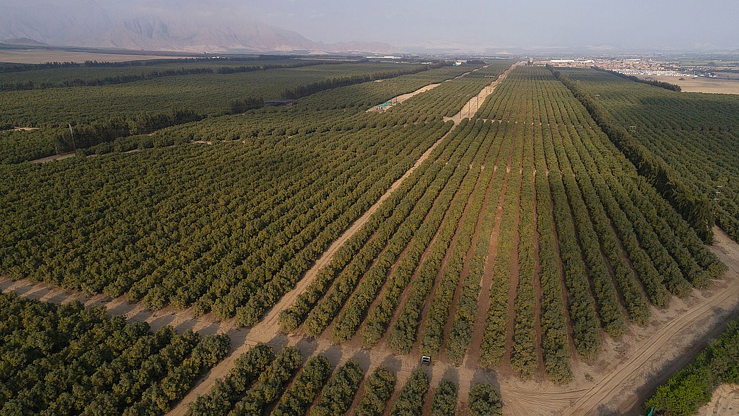 Luftaufnahme einer großen Avocadoplantage in Trujillo Peru