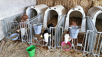 Kälber in Einzelhaltung auf Stroh