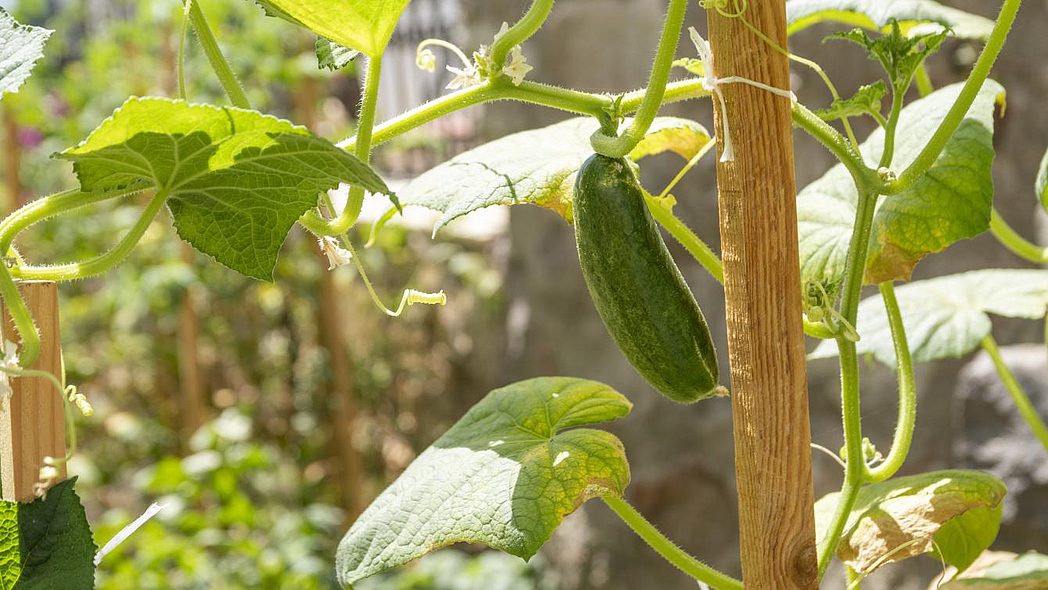 Eine frische Gurke hängt an einem Zweig der Gurkenpflanze