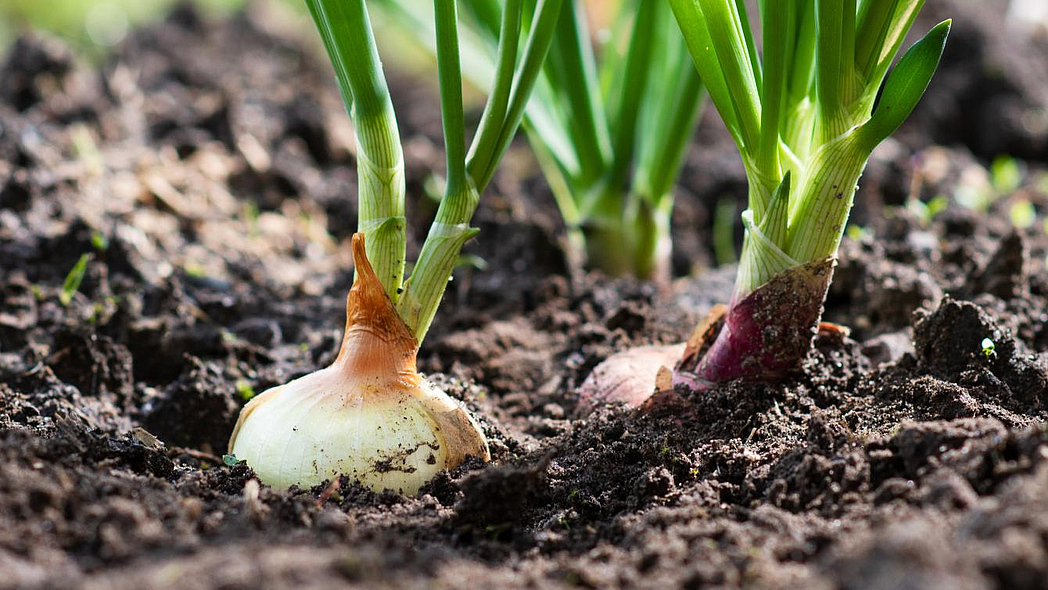 Zwei Zwiebeln in einem Beet vor der Ernte