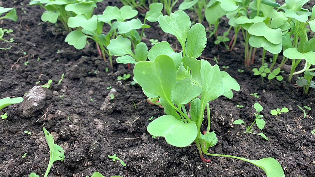 En el lecho crecen plantas jóvenes de rábano.