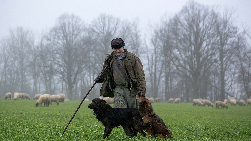 Schäfer mit Hund