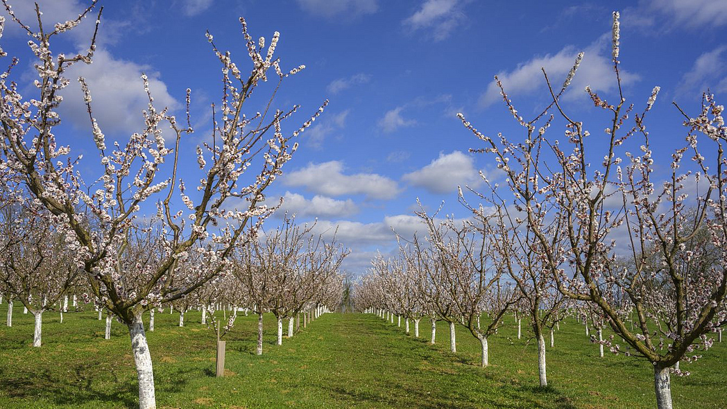 Obstplantage mit blühenden Aprikosenbäumen.