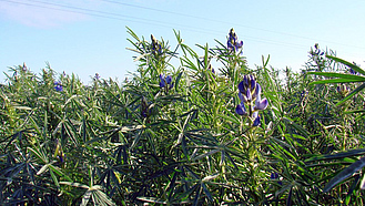 Lupinen_auf_einem_Feld