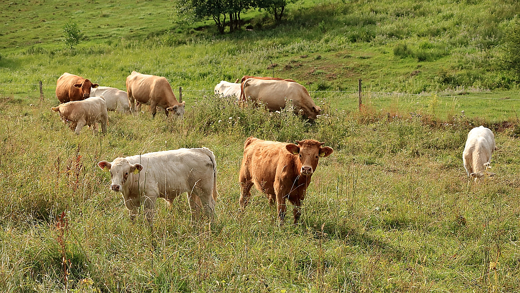 Mehrere braune und weiße Rinder grasen auf einer hügeligen Weide mit unterschiedlich hohem Gras.