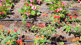 Blumenbeet mit Tropfbewässerung